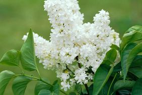 White lilac 'Miss Ellen Willmott'