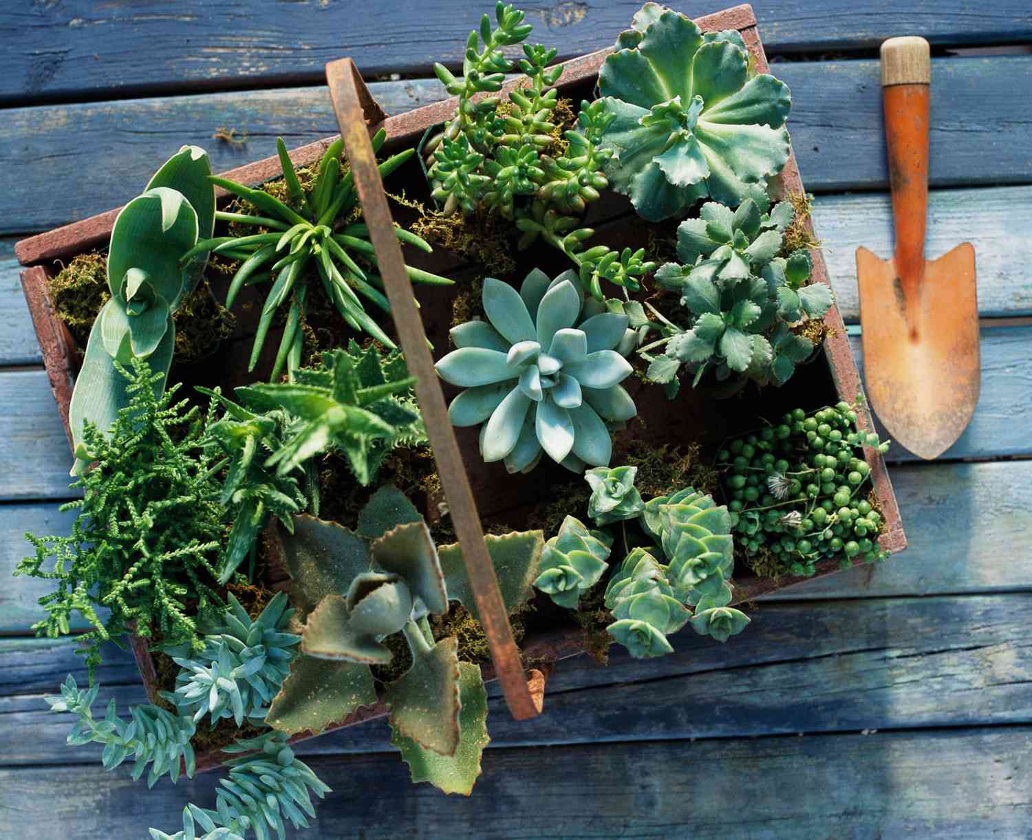 Succulent container garden