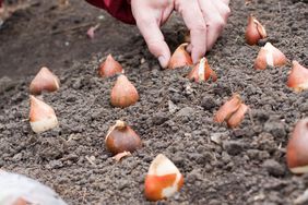 Planting bulbs for spring