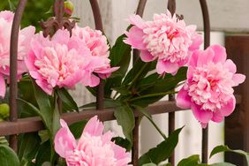 ‘Bowl of Beauty’ peonies