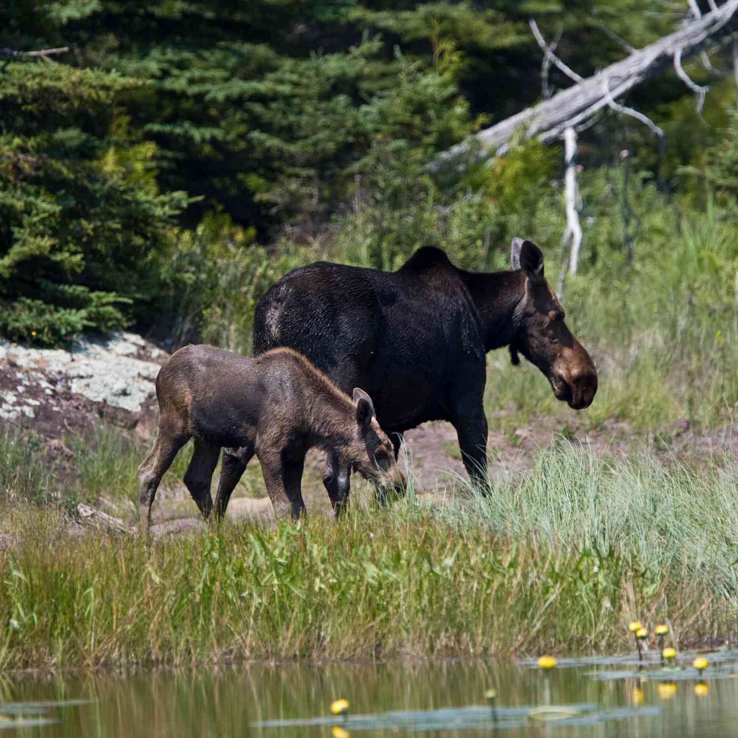 Moose at Isle Royale National Park