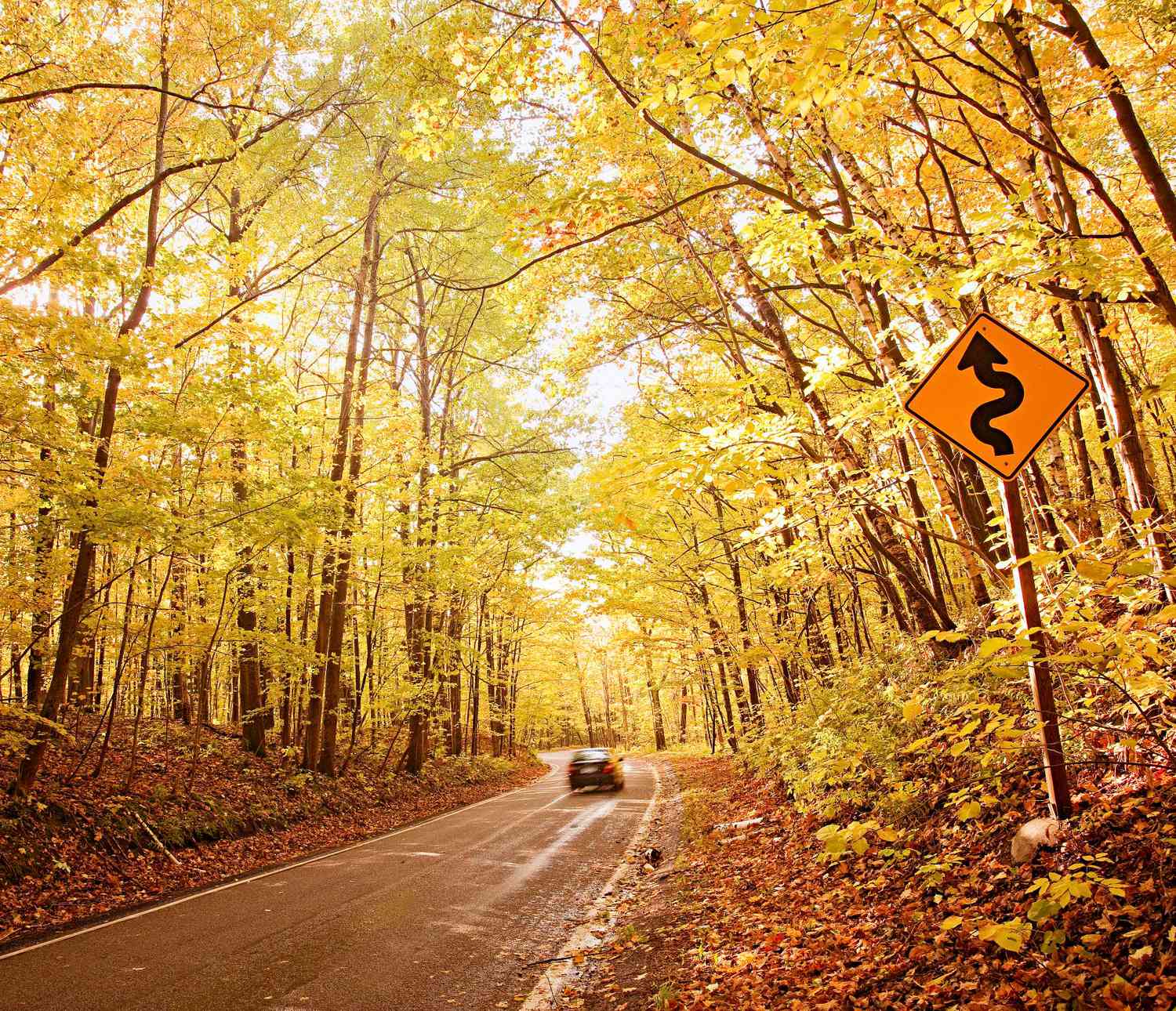 Michigan: Tunnel of Trees