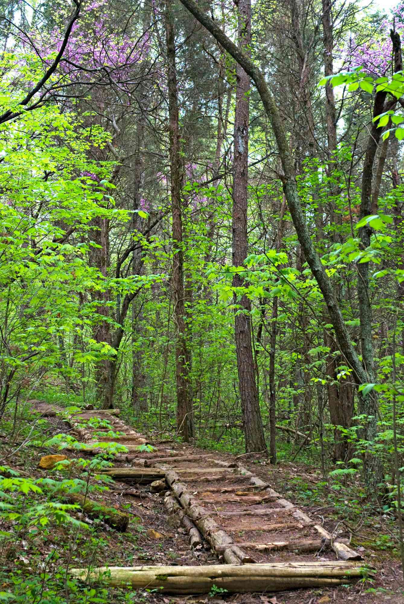 Edge of Appalachia Preserve Ohio Adams County