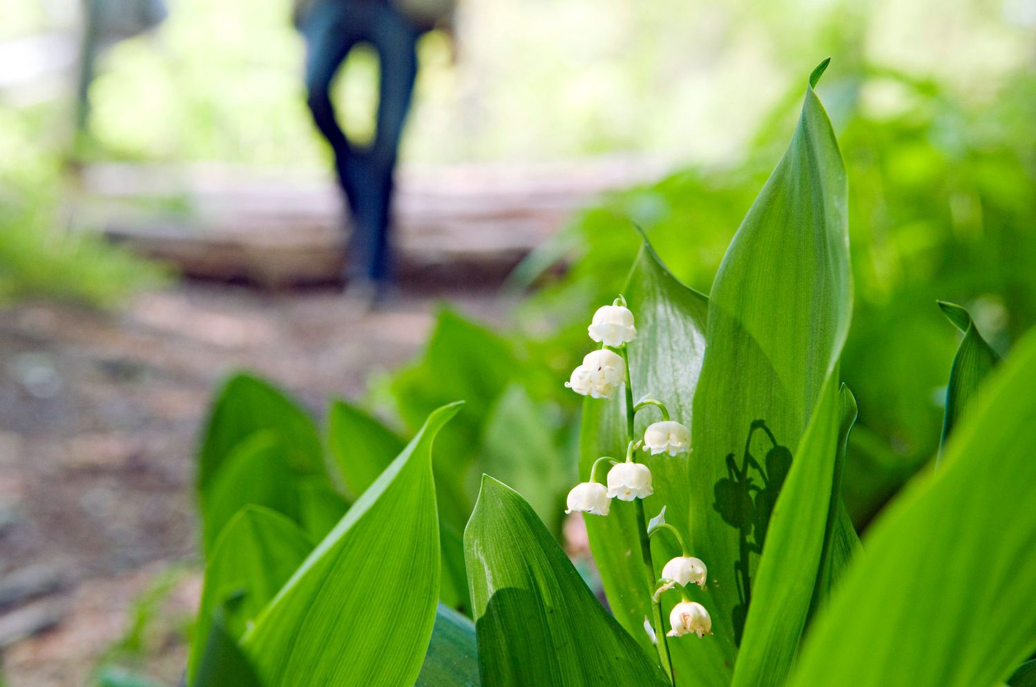 Spring hiking Adams County Ohio