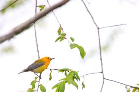 Prothonotary Warbler at Horicon Marsh, Wisconsin yellow bird in tree