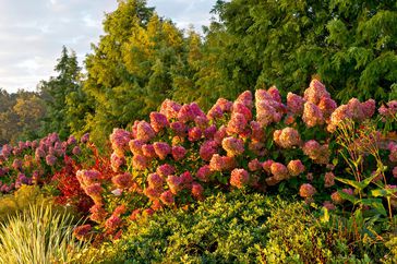 Panicle hydrangea in fall