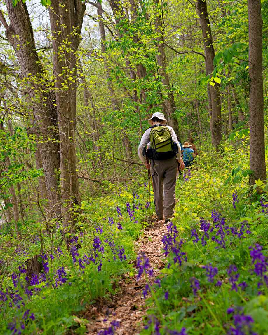 Larkspur along the Ohio Bluffs Trail