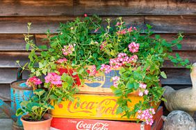 Pop pots wooden crates for garden displays