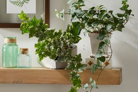 English Ivy plant on shelf