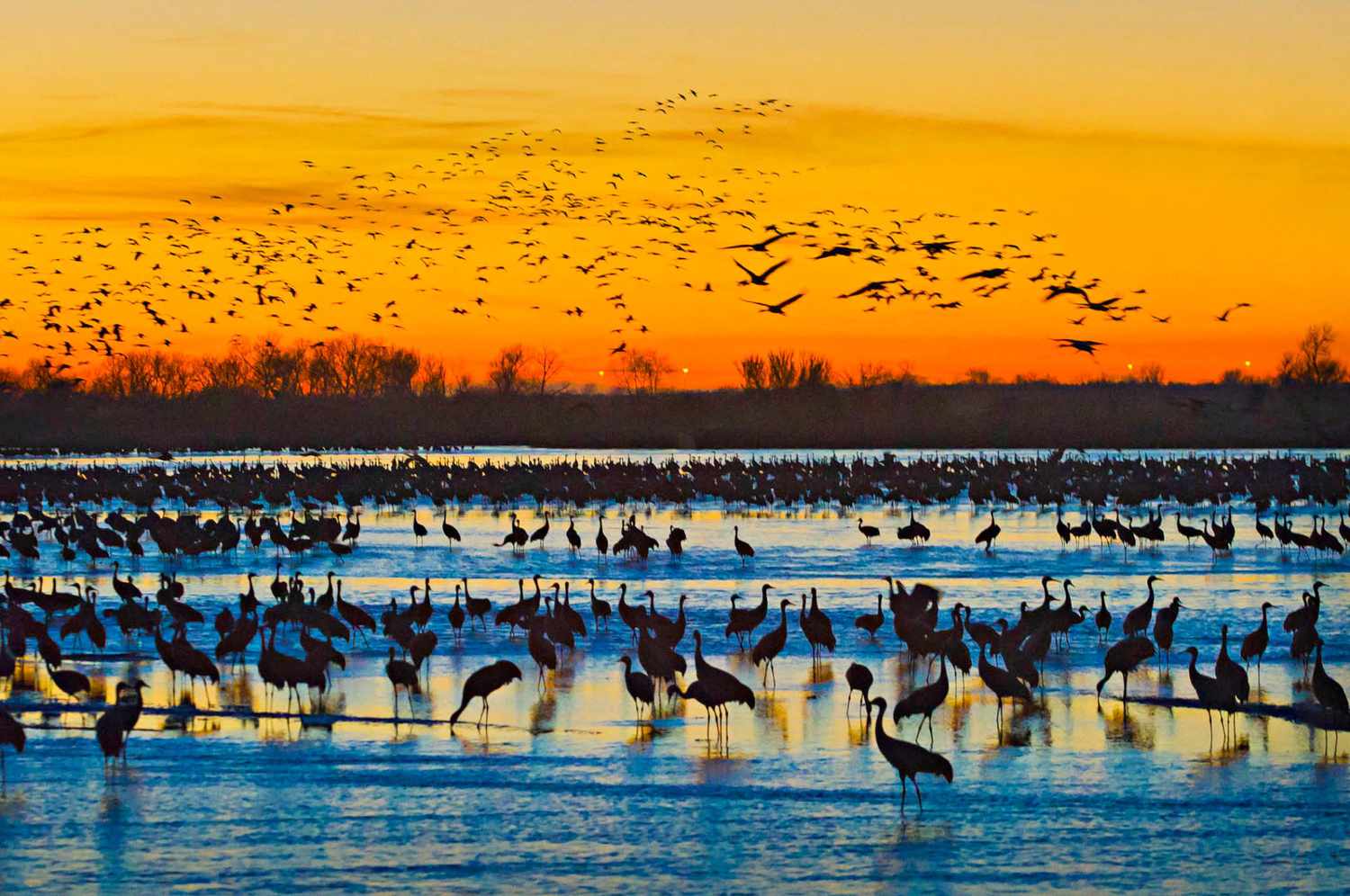 Sandhill crane migration Kearney Grand Island