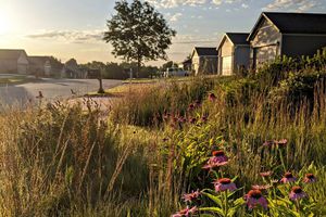 Prairie plants