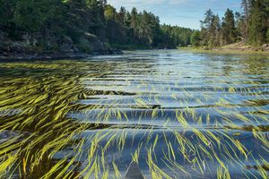 Boundary Waters Canoe Area Wilderness Minnesota