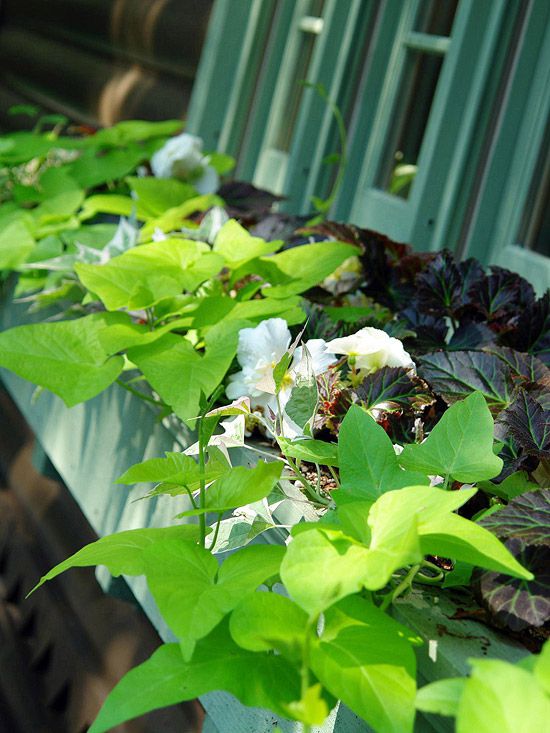 Hang a window box