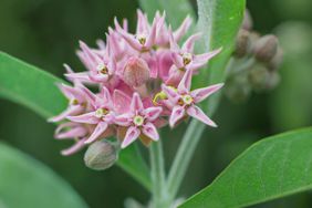 Showy Milkweed