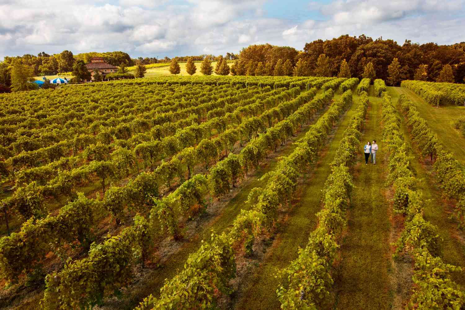 Blue Sky Vineyard Shawnee Hills Wine Trail Illinois