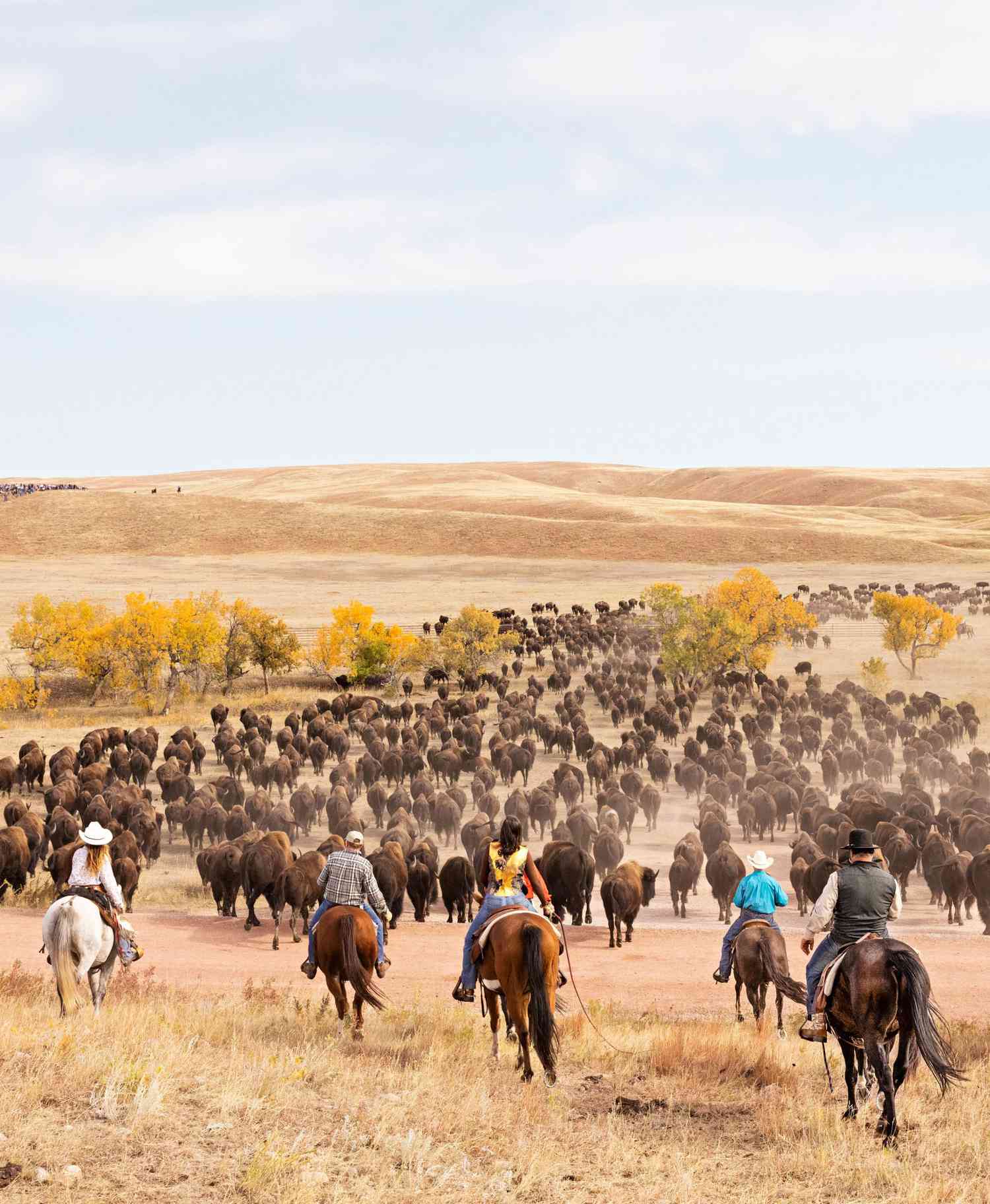 Custer State Park Buffalo Roundup South Dakota