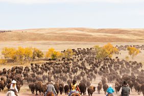 Custer State Park Buffalo Roundup South Dakota