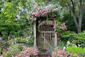 Bloom Thyme Cottage Garden