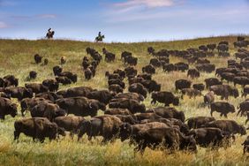 Buffalo Roundup Custer State Park Black Hills South Dakota