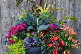Creeping Jenny, ‘Jade Princess’ millet and ‘Chilly Chili’ peppers. Purple and orange accent colors are added with ‘Lacinato’ kale, ‘Purple Barron’ millet, mums, ‘Tutti Frutti’ nemesia and ornamental cabbage.