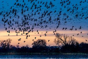 Sandhill Crane Migration, Nebraska