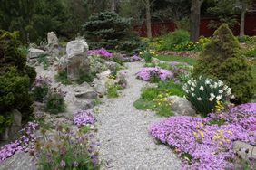 Alpine rock garden and gravel pathway