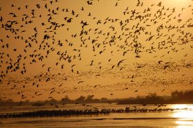 Sandhill Cranes Nebraska Sunset