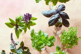 Basil varieties to grow at home