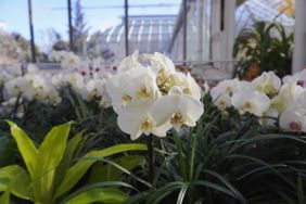 Orchids at Franklin Park Conservatory