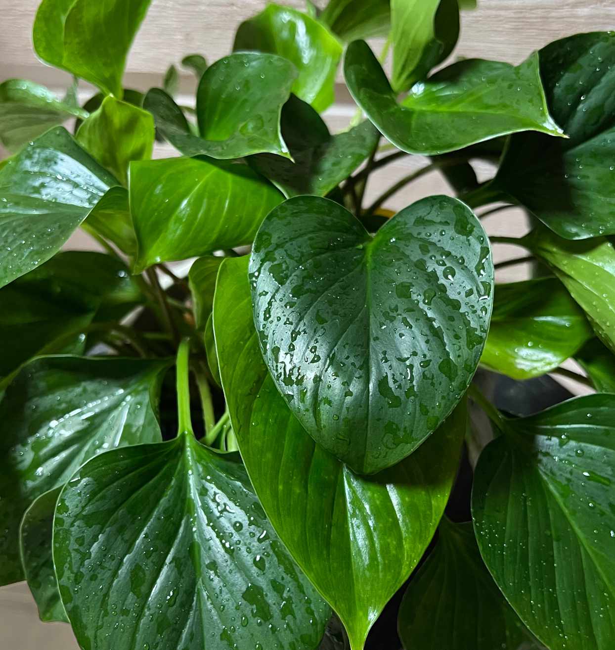 homalomena emerald gem plant