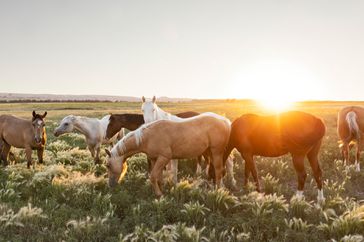 horses grazing at sunset