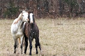 horses snow missouri ozarks wild field