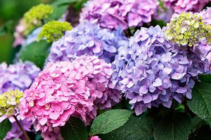 hydrangea