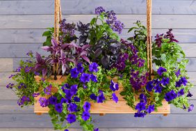 Window box of purple flowers