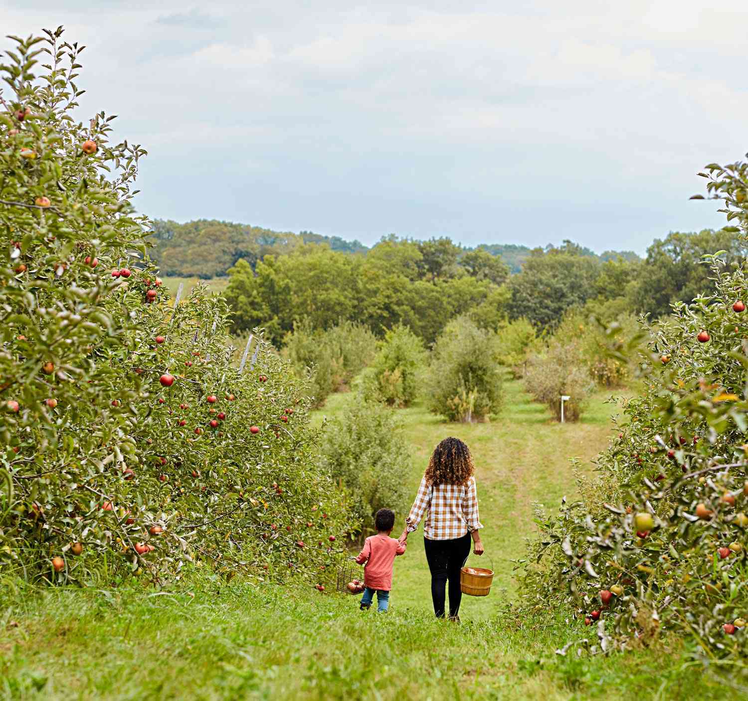 Wilson's Orchard