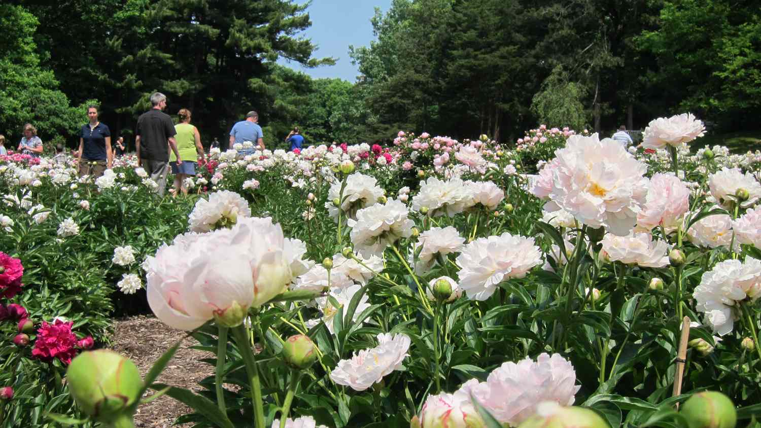 Nichols Arboretum