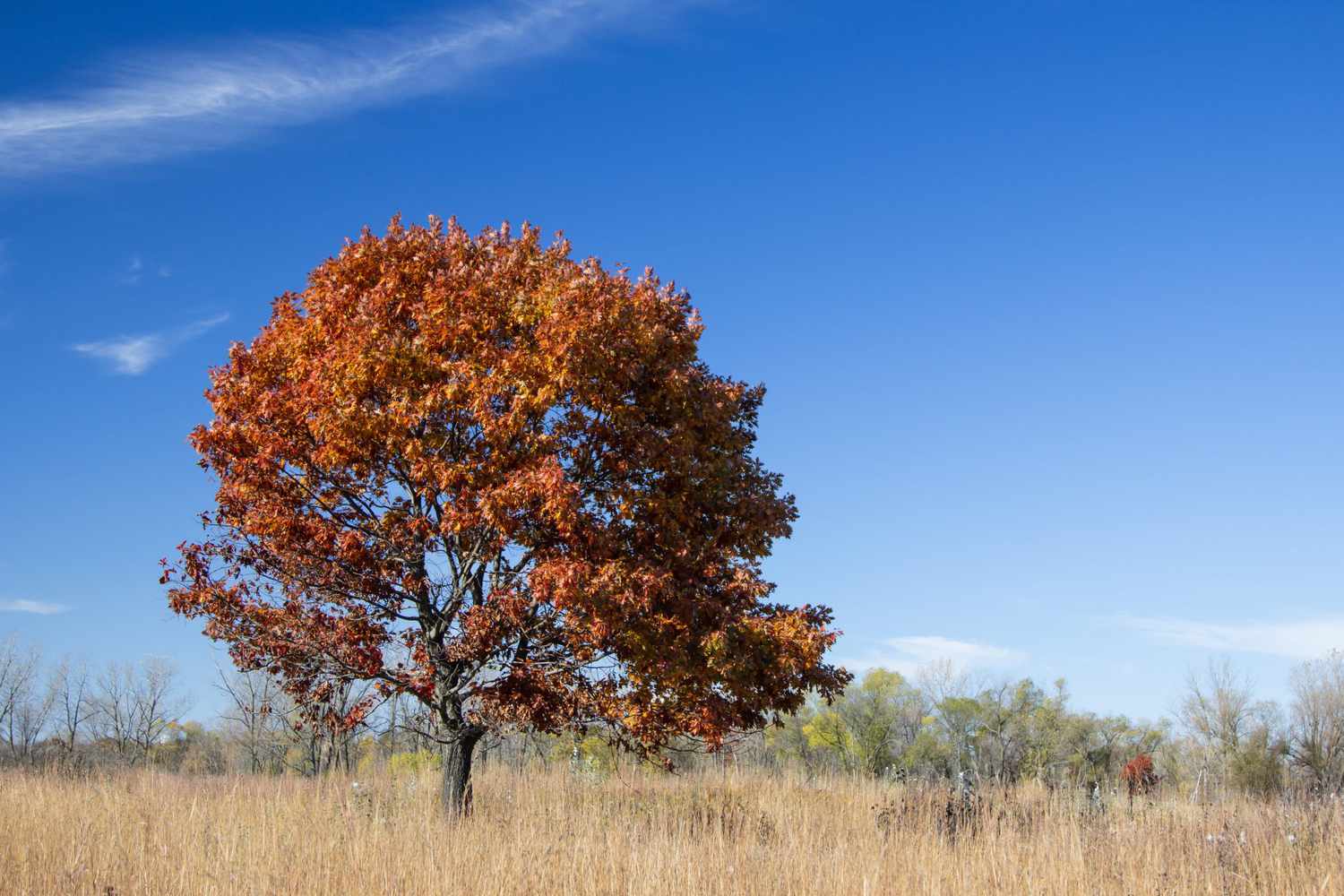 Illinois Beach State Park