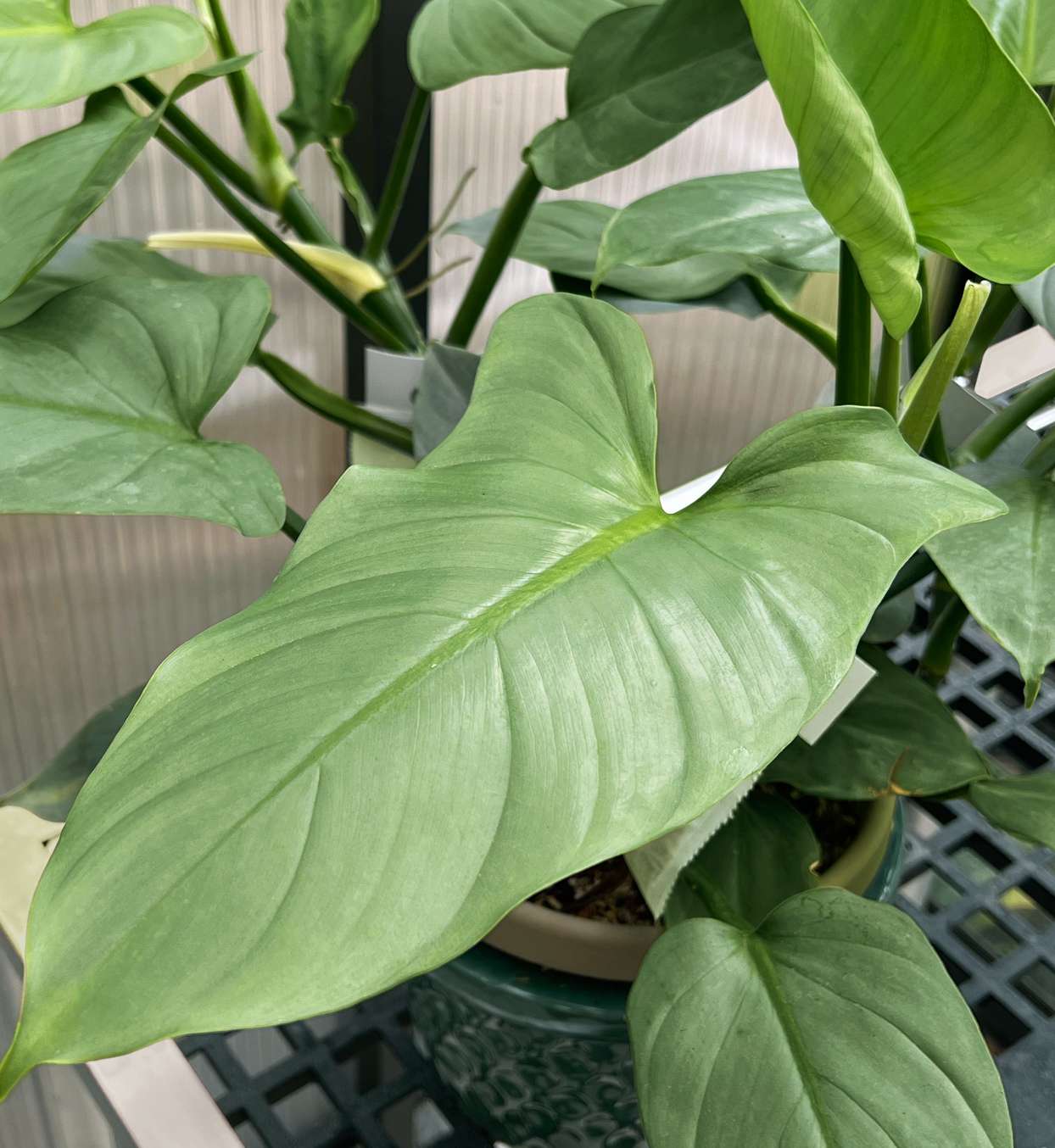 philodendron silver sword