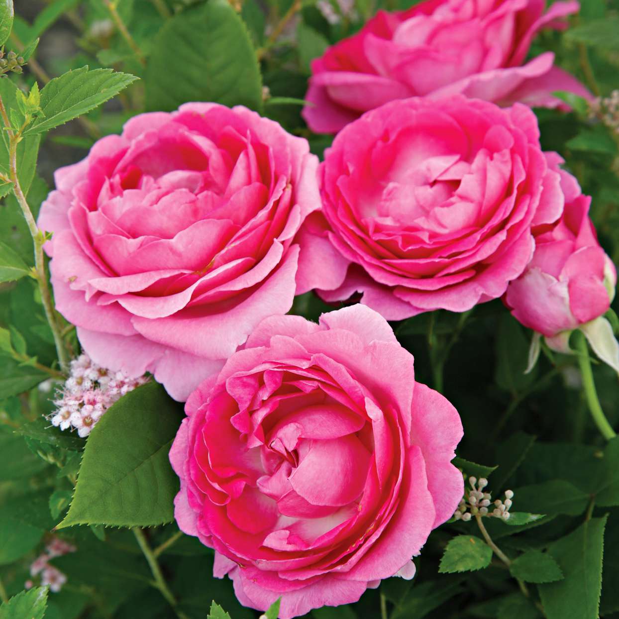 Raspberry Cupcake Roses