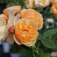 Orange-colored rose flower